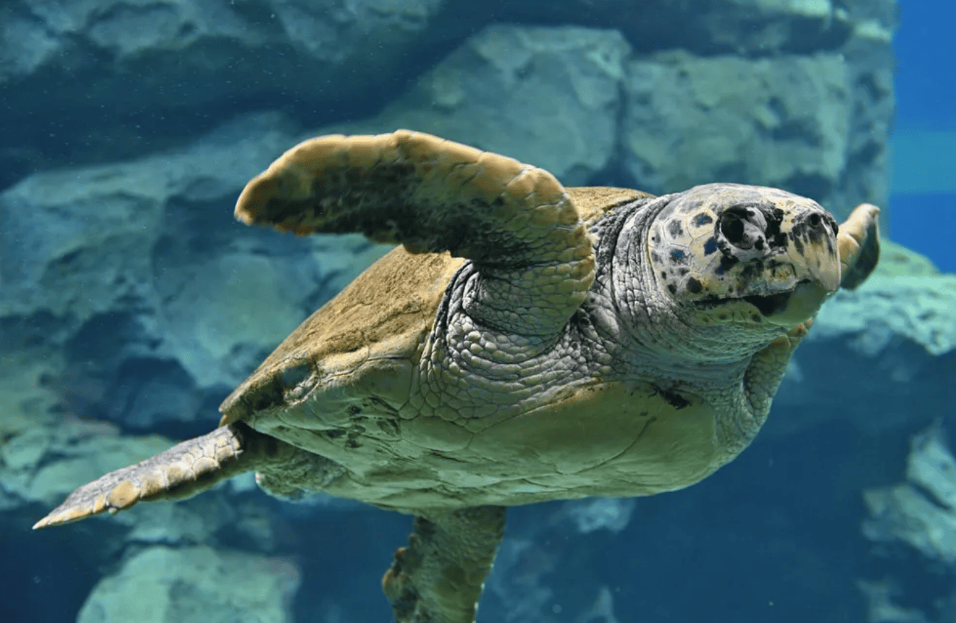 名古屋景點｜4. 名古屋港水族館